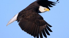 Animals Birds Eagles