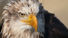 Animals Birds Eagles