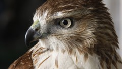 Animals Birds Eagles