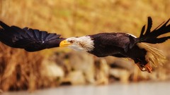 Animals Birds Eagles