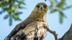 Animals Birds Eagles