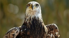 Animals Birds Eagles