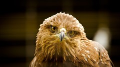 Animals Birds Eagles
