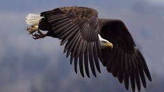 Animals Birds Eagles bald eagles