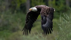 Animals Birds Eagles bald eagles Birds Of Prey