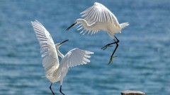 Animals Birds egrets
