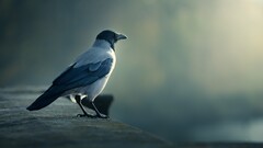 Animals Birds European magpie crow