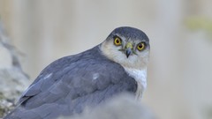 Animals Birds falcon bird