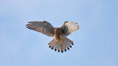 Animals Birds falcon bird