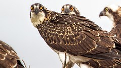 Animals Birds feathers Eagles stare