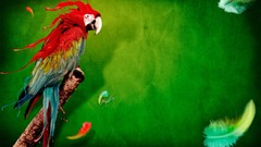 Animals Birds feathers Parrots green background