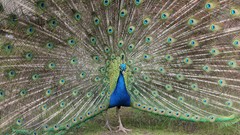 Animals Birds feathers Peacocks
