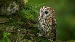 Animals Birds Ferns rocks Owls