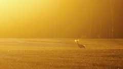 Animals Birds fields sunlight