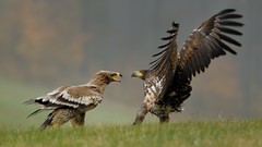 Animals Birds fight Prey hawks