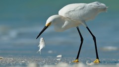 Animals Birds fish Beaches