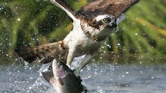 Animals Birds fish hunting Eagles splashes