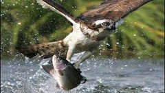 Animals Birds fish hunting splashes osprey falcon bird