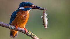 Animals Birds fish kingfisher bird of prey