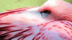 Animals Birds flamingos