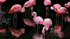 Animals Birds flamingos
