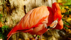 Animals Birds flamingos