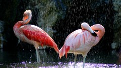 Animals Birds flamingos