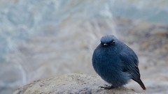 Animals Birds flycatcher