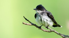 Animals Birds flycatcher