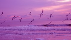 Animals Birds flying