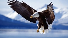 Animals Birds flying bald eagles