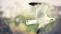 Animals Birds flying seagulls