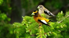 Animals Birds forests