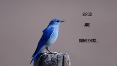 Animals Birds funny dumb Quotes bluebirds