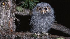 Animals Birds funny Owls