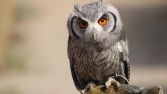 Animals Birds germany Owls wildlife