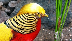 Animals Birds golden pheasant