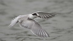 Animals Birds grayscale