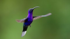 Animals Birds green background hummingbirds