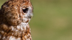 Animals Birds green background Owls