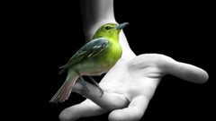 Animals Birds hands black background