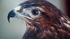 Animals Birds hawk bird of prey