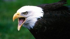 Animals Birds head Eagles
