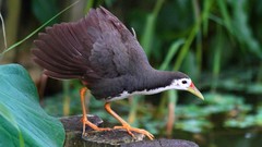 Animals Birds hen water bird