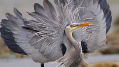 Animals Birds herons