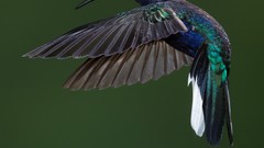 Animals Birds hummingbirds