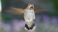 Animals Birds hummingbirds