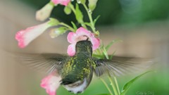 Animals Birds hummingbirds