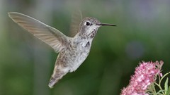 Animals Birds hummingbirds
