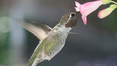 Animals Birds hummingbirds